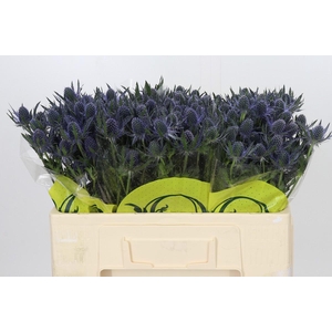 Eryngium Magical Blue Lagoon