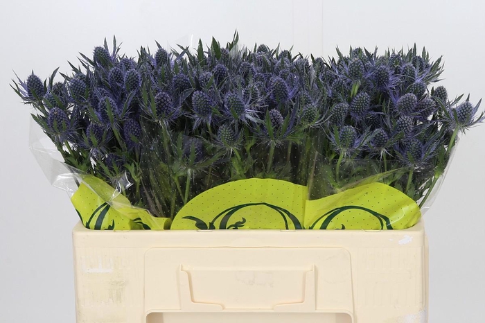 Eryngium Magical Blue Lagoon