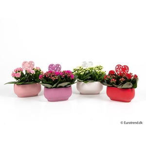 KALANCHOE BLOSSFELDIANA 'MINI'