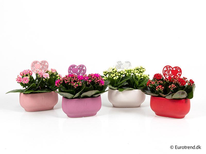 <h4>KALANCHOE BLOSSFELDIANA 'MINI'</h4>