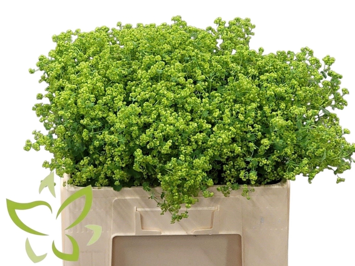 <h4>Alchimella Mollis Robustica</h4>