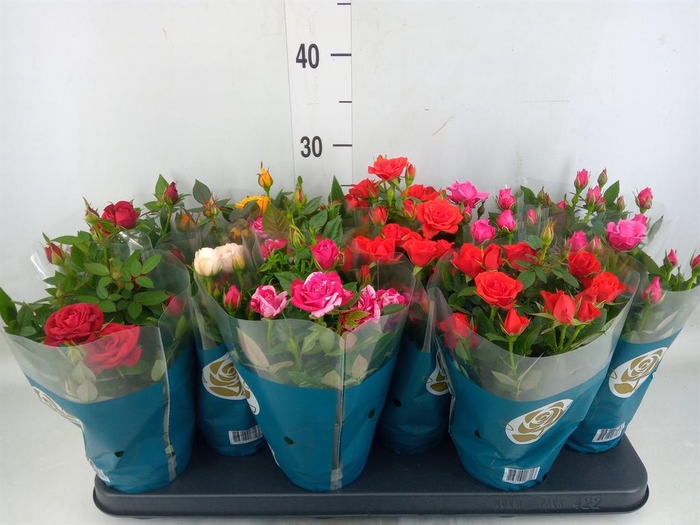 <h4>Rosa  'Star Roses'   ...mix</h4>