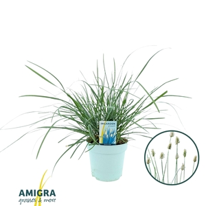 Sesleria nitida