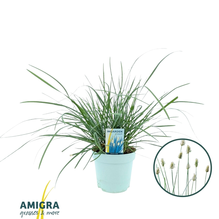 <h4>Sesleria nitida</h4>