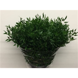 Ruscus Soft Middle 120gram