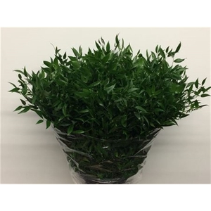 Ruscus Soft Middle 120 Gram