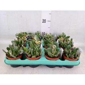 Crassula ovata 'Variegata'