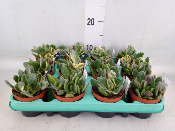 <h4>Crassula ovata 'Variegata'</h4>