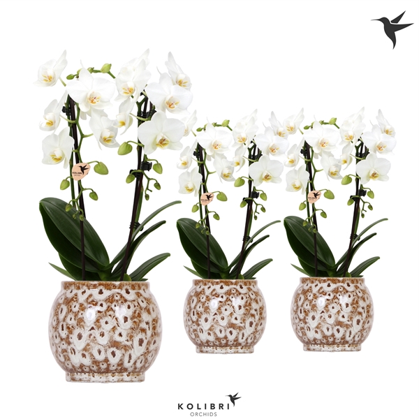 <h4>Kolibri Orchids Niagara fall white 2 spike in Safari pot</h4>