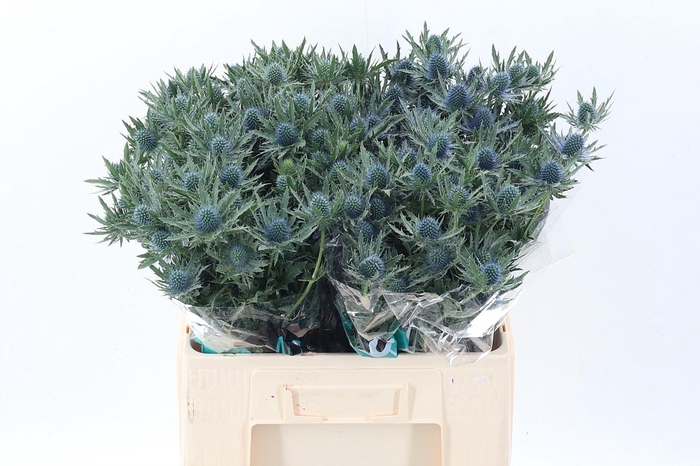 <h4>Eryn Aquarius Qstar</h4>