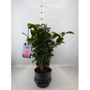 Camellia japonica