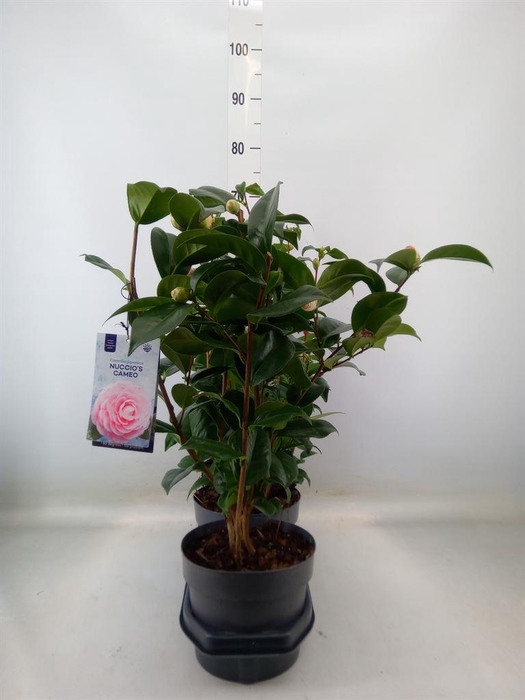 <h4>Camellia japonica</h4>