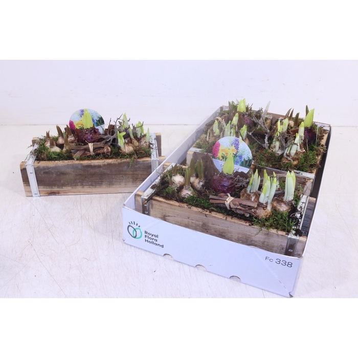 <h4>ARR BOL KNOLGEWAS</h4>