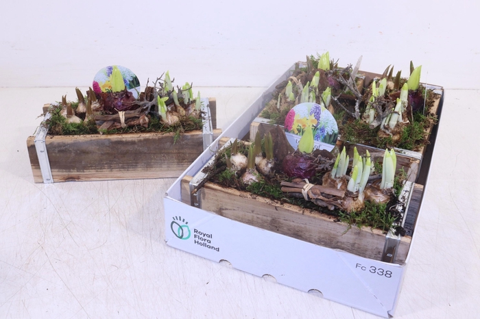 <h4>ARR BOL KNOLGEWAS</h4>