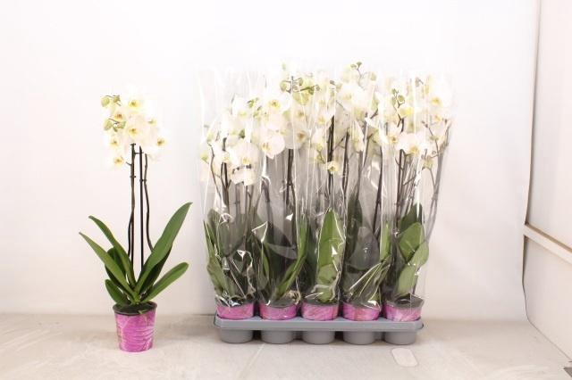 <h4>PHAL OV WIT</h4>