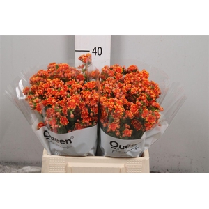 Kal Flamin Or Meadow