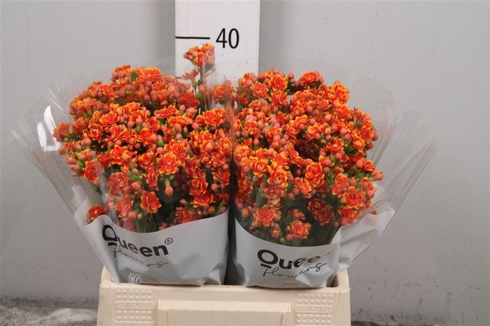 <h4>Kal Flamin Or Meadow</h4>