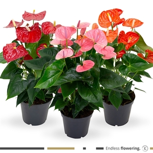 Anthurium - KARMA Mix Grandiflora | 17cm