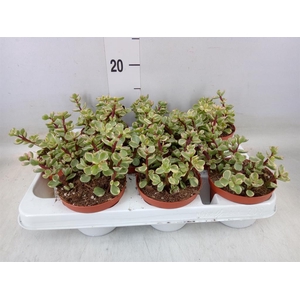 Portulacaria afra 'Variegata'