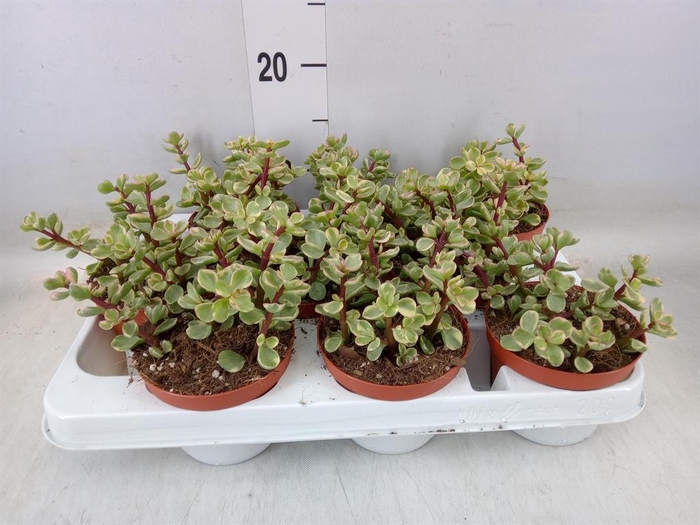 <h4>Portulacaria afra 'Variegata'</h4>