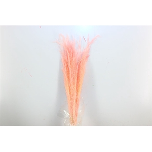 Dried Agrostis L Pink Bunch