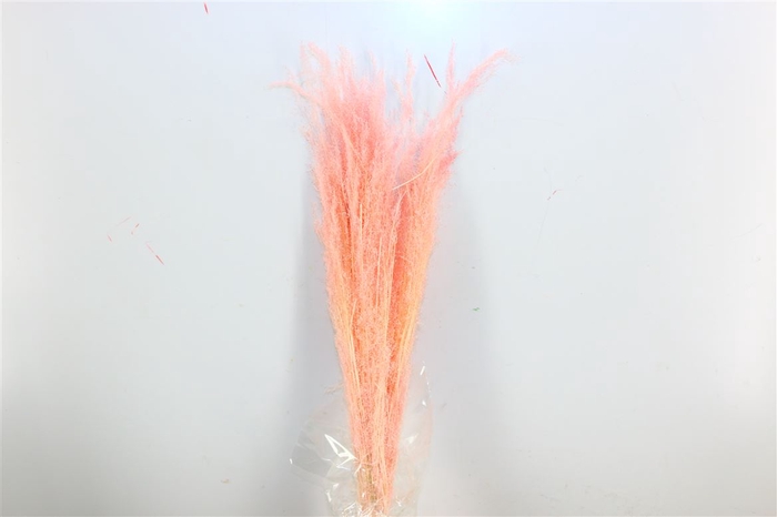 Dried Agrostis L Pink Bunch