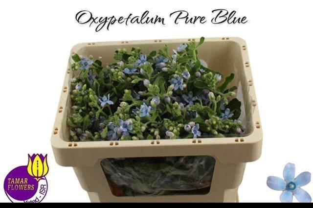 <h4>OXY CO TAN PURE BLU</h4>