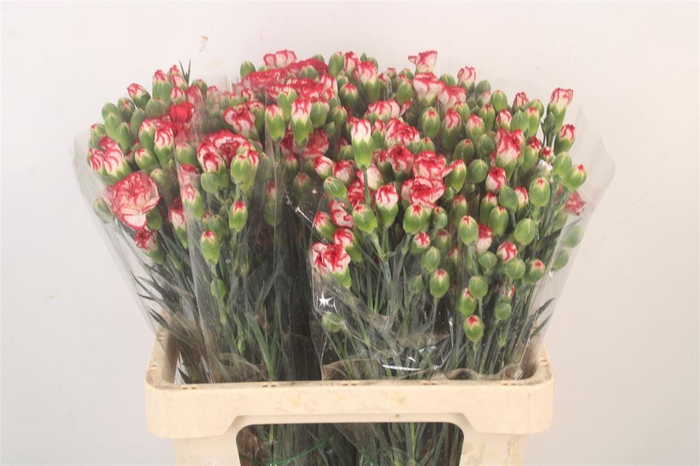 <h4>Di Tr Minuetto</h4>