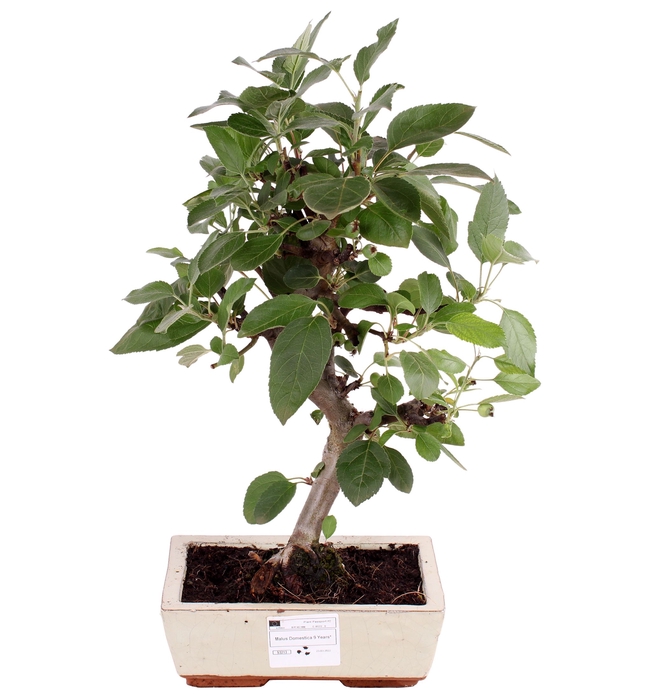 <h4>Bonsai Malus Domestica Keramiek</h4>