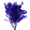 Pres Ruscus Soft Bleached Lavendel Per Stem