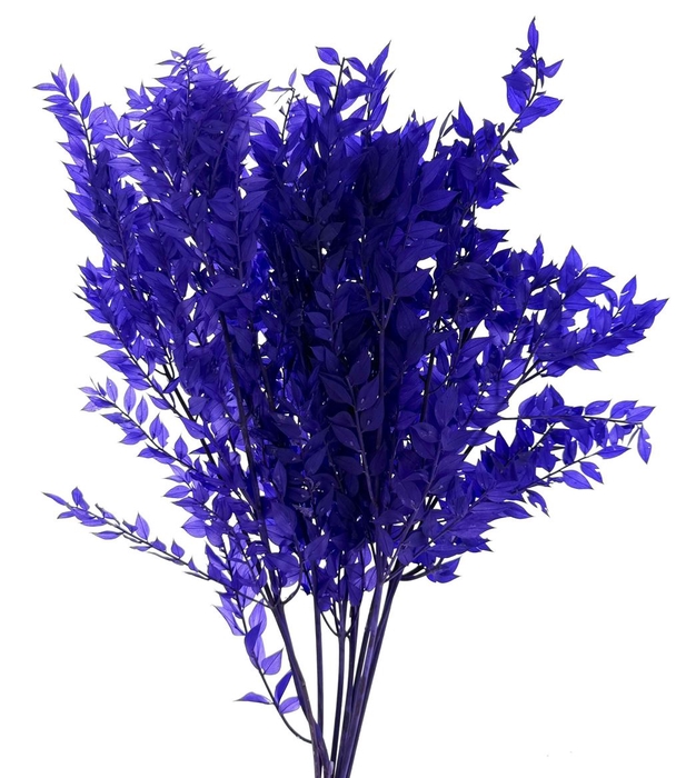 Pres Ruscus Soft Bleached Lavendel Per Stem