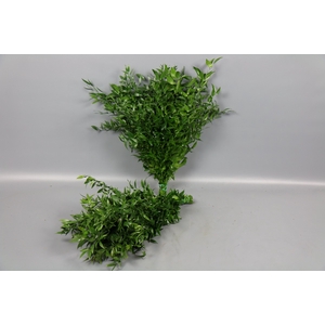 Ruscus Italia Medium