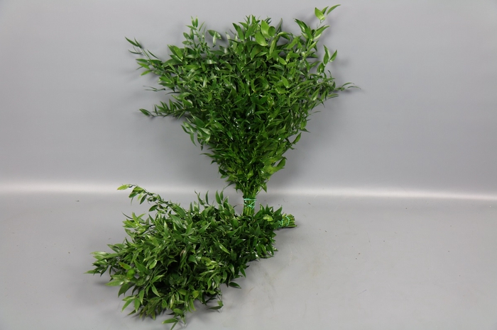 <h4>Ruscus Italia (Per Stem)</h4>