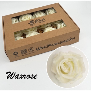 Zijde R Wx Icy Creme
