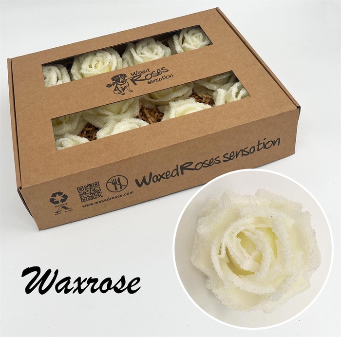 <h4>Zijde R Wx Icy Creme</h4>