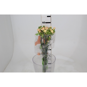 CRAVO SPRAY LARANJA 060 CM