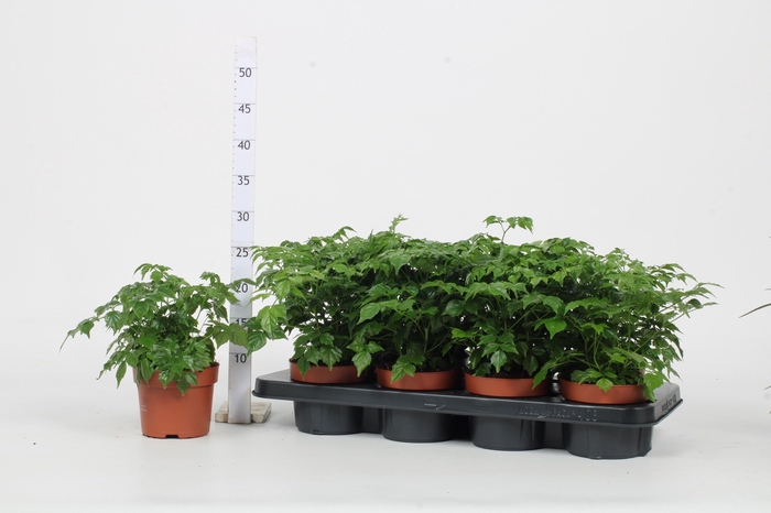 <h4>RADERMACHERA SINICA</h4>