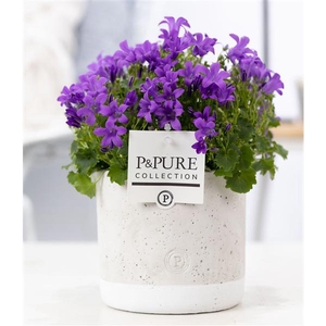 Campanula Porto LL Pure Jade