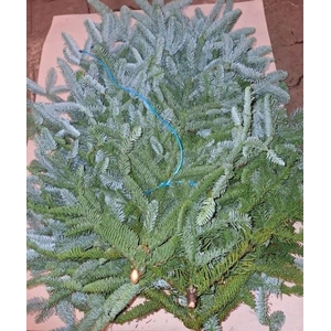ABIES NOB BLAU BUND