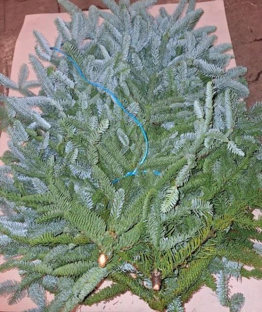 <h4>ABIES NOB BLAU BUND</h4>