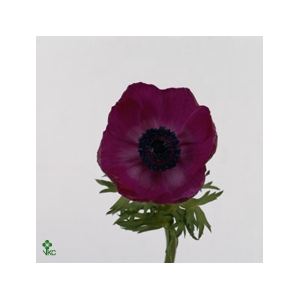 Anemone Galil Purper