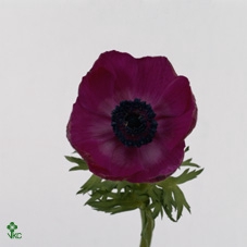 <h4>Anemone Galil Purper</h4>