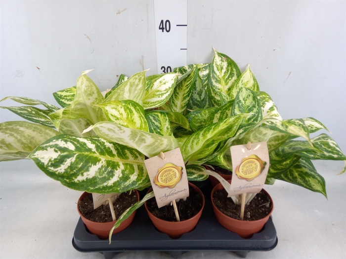 <h4>Aglaonema   ...</h4>