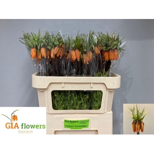 FRIT IM GARLANT STAR