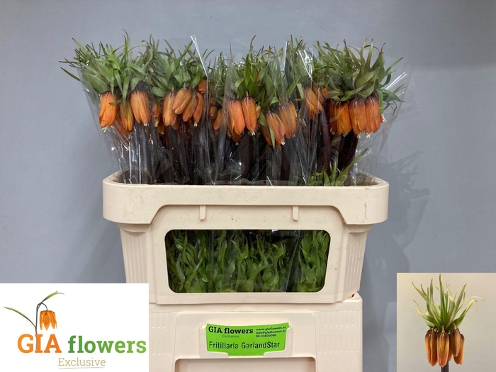 <h4>FRIT IM GARLANT STAR</h4>