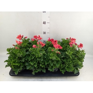 Pelargonium gran.   ..