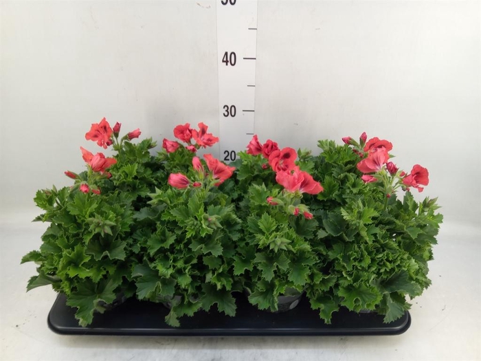 <h4>Pelargonium gran.   ..</h4>