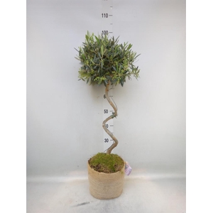 Arr.   Tuinplanten H%