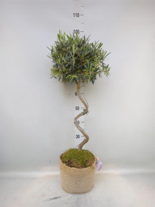 <h4>Arr. Tuinplanten H%</h4>