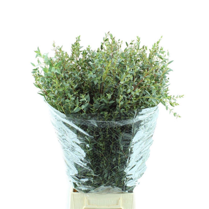 <h4>EUCALYPTUS 'PARVIFOLIA'</h4>